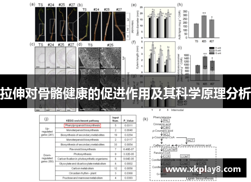 拉伸对骨骼健康的促进作用及其科学原理分析